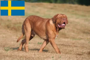 Lees meer over het artikel Dogue de Bordeaux fokkers en pups in Zweden