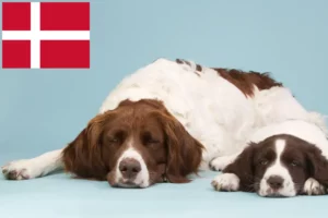 Lees meer over het artikel Drentse Patrijshond fokkers en pups in Denemarken