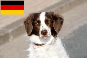 Lees meer over het artikel Drentse Patrijshond fokkers en pups in Duitsland
