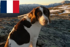 Lees meer over het artikel Drentse Patrijshond fokkers en pups in Frankrijk