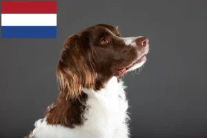 Lees meer over het artikel Drentse Patrijshond fokkers en pups in Nederland