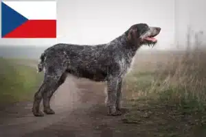 Lees meer over het artikel Duitse Draadhaar fokkers en puppies in Tsjechië