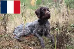 Lees meer over het artikel Duitse Draadhaar fokkers en puppies in Frankrijk
