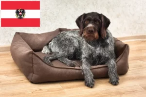 Lees meer over het artikel Duitse Drahthaar fokkers en pups in Oostenrijk