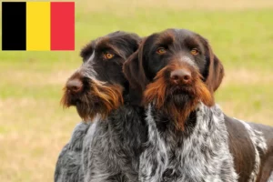 Lees meer over het artikel Duitse Draadhaar fokkers en puppies in België