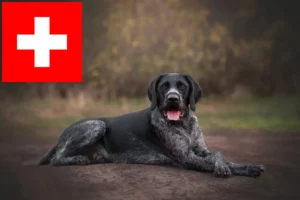 Lees meer over het artikel Duitse Draadhaar fokkers en puppies in Zwitserland