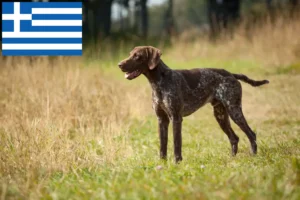 Lees meer over het artikel Duitse Korthaar fokkers en puppies in Griekenland