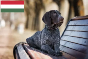 Lees meer over het artikel Duitse Korthaar fokkers en puppies in Hongarije