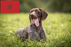 Lees meer over het artikel Duitse Korthaar fokkers en puppies in Marokko