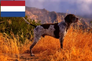 Lees meer over het artikel Duitse Korthaar fokkers en puppies in Nederland