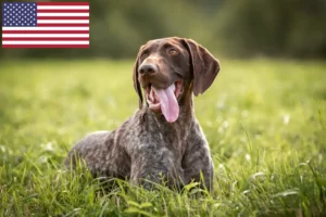 Lees meer over het artikel Duitse Korthaar fokkers en puppies in de VS