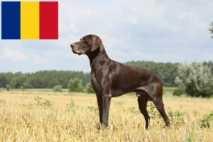 Lees meer over het artikel Duitse Korthaar fokkers en puppies in Roemenië