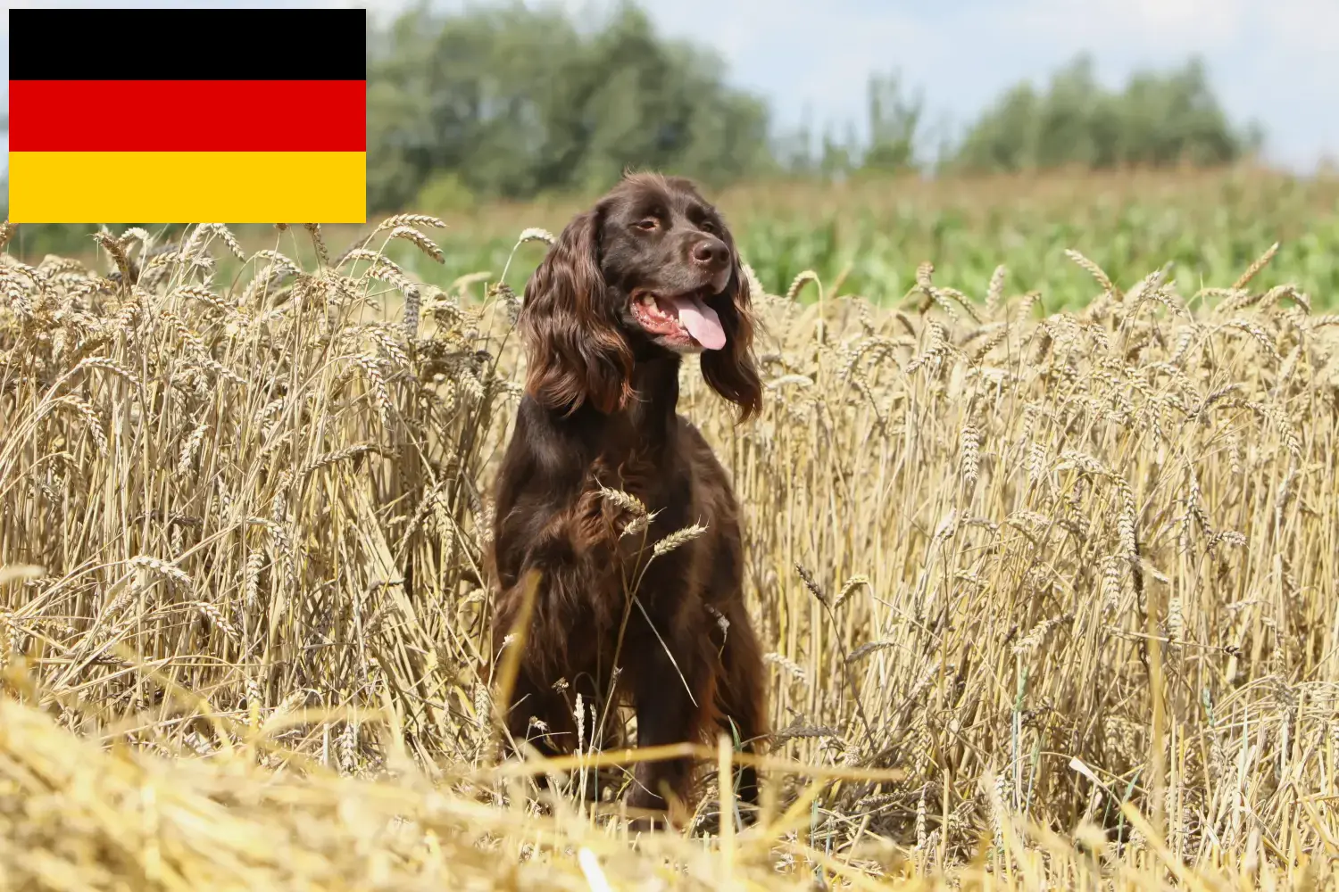 Lees meer over het artikel Duitse Langhaar fokkers en puppies in Duitsland