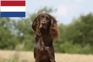 Lees meer over het artikel Duitse Langhaar fokkers en puppies in Nederland