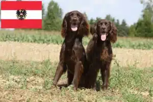 Lees meer over het artikel Duitse Langhaar fokkers en puppies in Oostenrijk