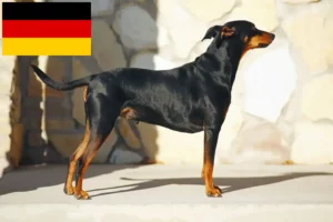 Lees meer over het artikel Duitse Pinscher fokkers en pups in Duitsland
