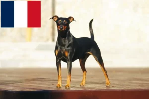Lees meer over het artikel Duitse Pinscher fokkers en pups in Frankrijk