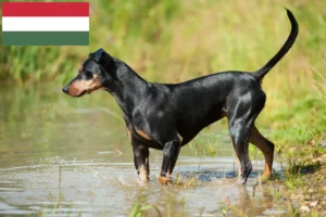 Lees meer over het artikel Duitse Pinscher fokker en puppies in Hongarije