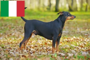 Lees meer over het artikel Duitse Pinscher fokker en puppies in Italië