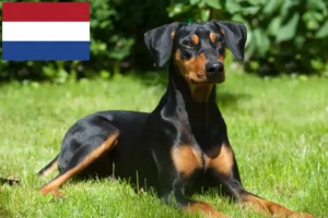 Lees meer over het artikel Duitse Pinscher fokkers en pups in Nederland