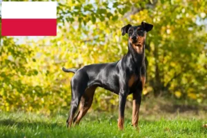 Lees meer over het artikel Duitse Pinscher fokker en puppies in Polen