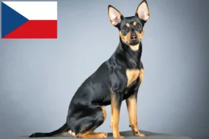 Lees meer over het artikel Duitse Pinscher fokkers en pups in Tsjechië
