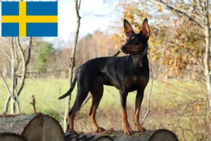 Lees meer over het artikel Duitse Pinscher fokker en pups in Zweden