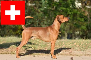 Lees meer over het artikel Duitse Pinscher fokkers en pups in Zwitserland