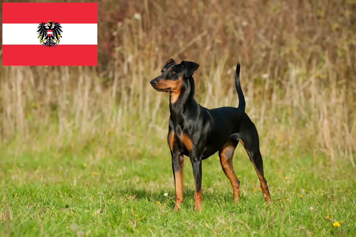 Duitse Pinscher puppies en fokkers Oostenrijk Hier vind je Duitse Pinscher fokkers in Oostenrijk.