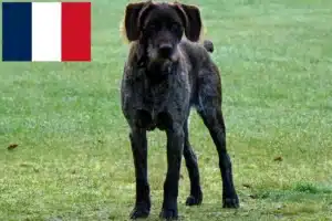 Lees meer over het artikel Duitse Stichelhaar fokkers en pups in Frankrijk