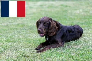 Lees meer over het artikel Duitse waakhondenfokkers en puppy’s in Frankrijk