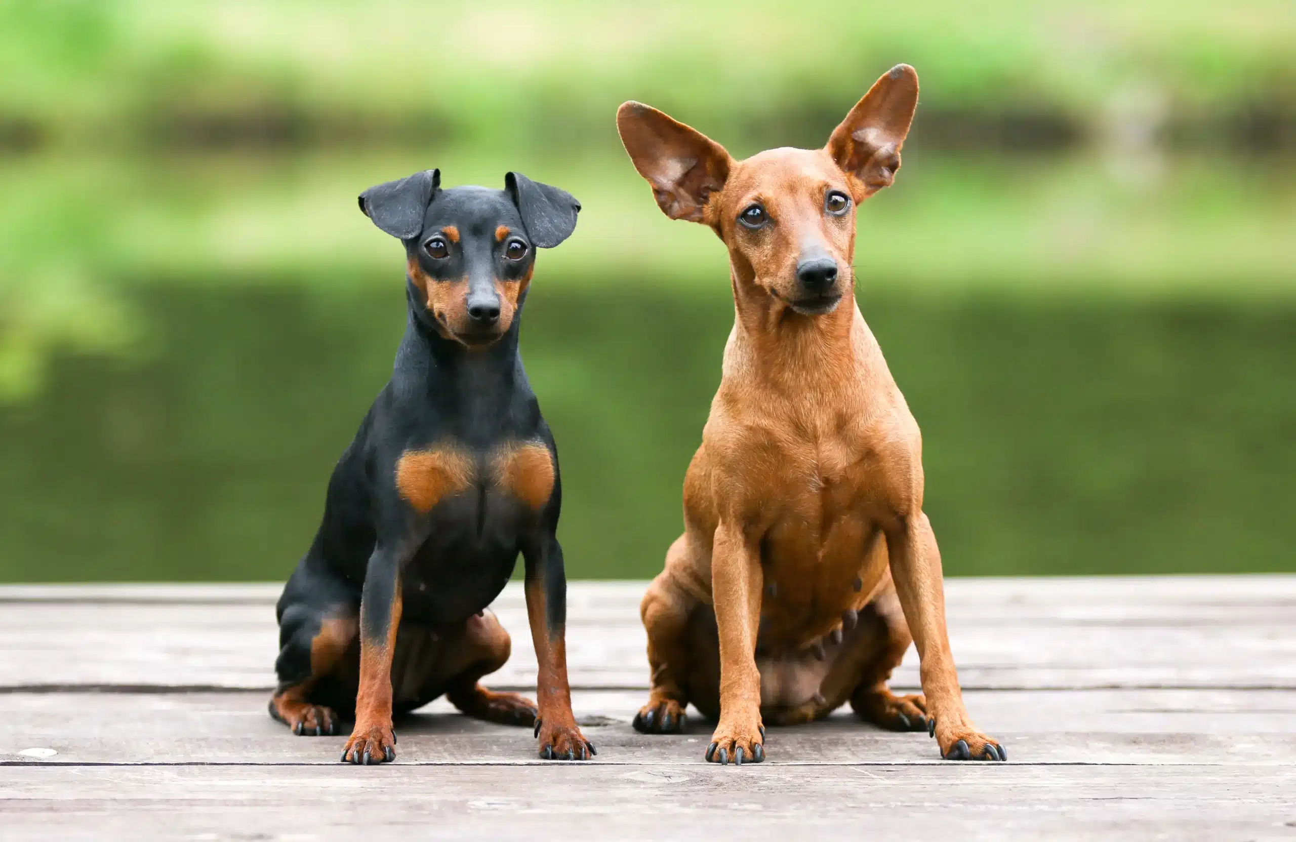 Lees meer over het artikel Dwergpinscher fokker