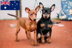 Lees meer over het artikel Dwergpinscher fokkers en pups in Australië