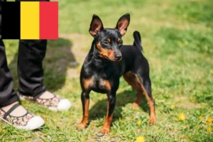 Lees meer over het artikel Dwergpinscher fokkers en pups in België