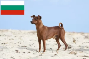 Lees meer over het artikel Dwergpinscher fokkers en pups in Bulgarije
