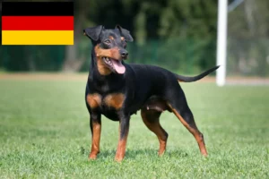 Lees meer over het artikel Dwergpinscher fokkers en puppies in Duitsland
