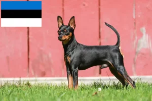 Lees meer over het artikel Dwergpinscher fokkers en pups in Estland