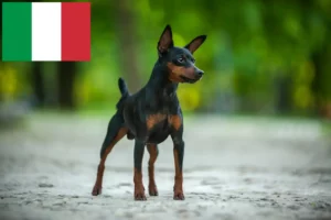 Lees meer over het artikel Dwergpinscher fokkers en pups in Italië