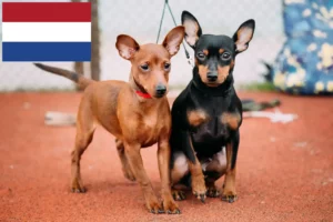 Lees meer over het artikel Dwergpinscher fokkers en pups in Nederland