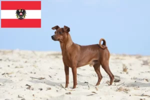 Lees meer over het artikel Dwergpinscher fokkers en pups in Oostenrijk
