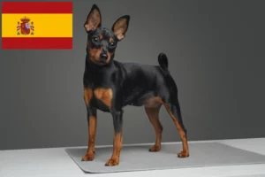 Lees meer over het artikel Dwergpinscher fokkers en pups in Spanje