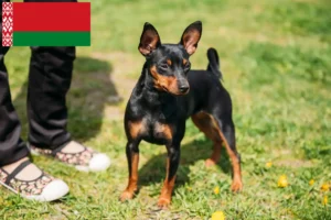 Lees meer over het artikel Dwergpinscher fokkers en pups in Wit-Rusland