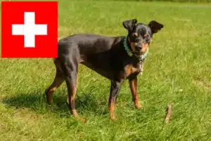 Lees meer over het artikel Dwergpinscher fokkers en pups in Zwitserland