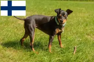 Lees meer over het artikel Dwergpinscher fokkers en pups in Finland