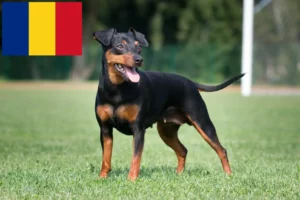 Lees meer over het artikel Dwergpinscher fokkers en pups in Roemenië