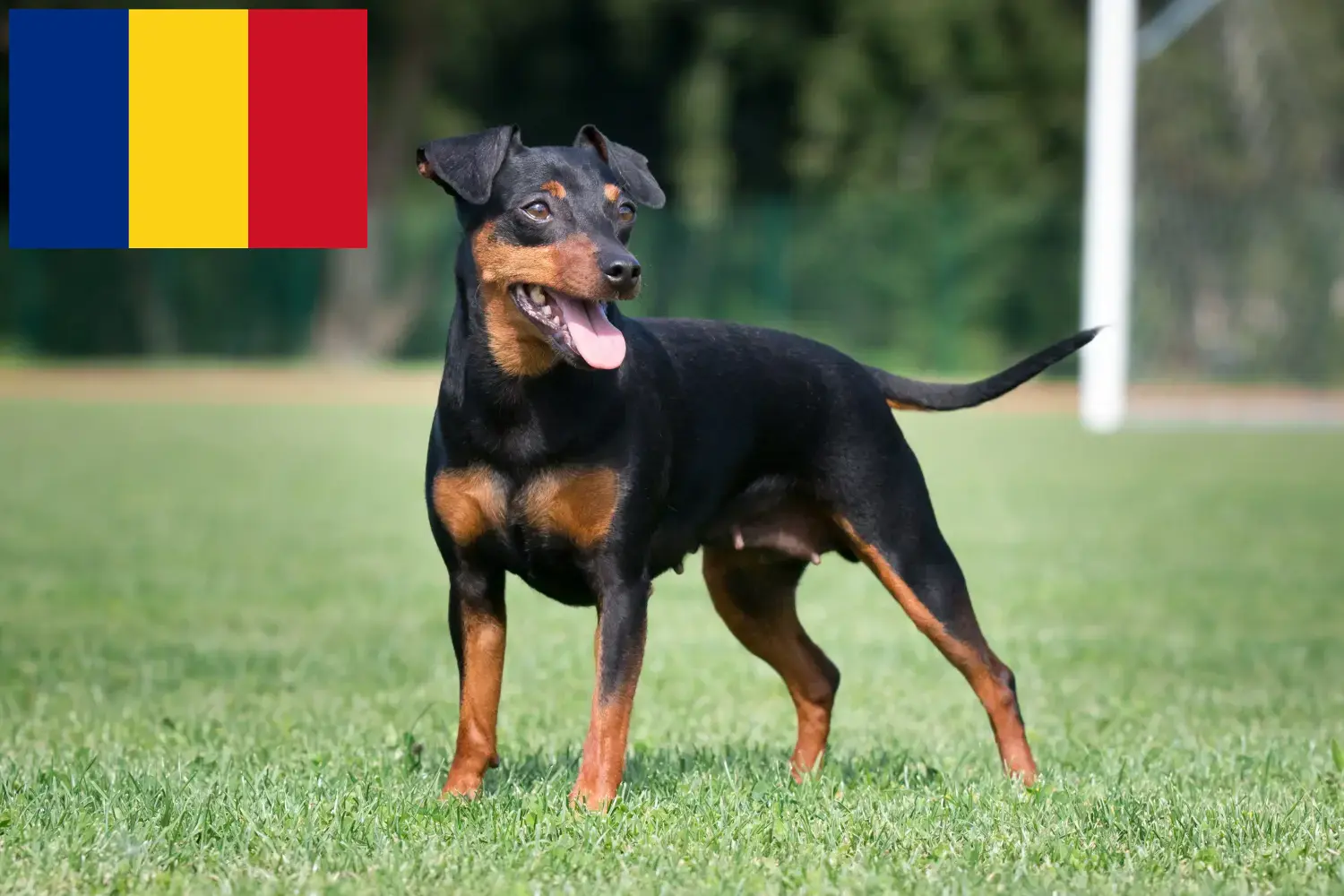 Dwergpinscher pups en fokkers Roemenië Hier vind je Dwergpinscher fokkers in Roemenië.