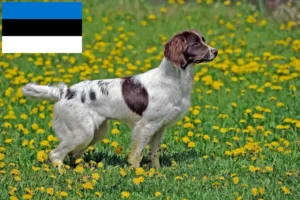 Lees meer over het artikel Engelse Springer Spaniel fokkers en pups in Estland