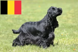 Lees meer over het artikel Engelse Cocker Spaniel fokkers en pups in België
