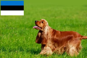 Lees meer over het artikel Engelse Cocker Spaniel fokkers en pups in Estland