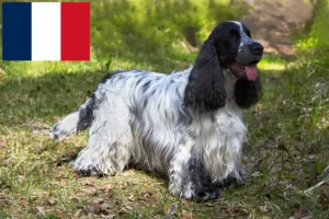 Lees meer over het artikel Engelse Cocker Spaniel fokkers en pups in Frankrijk